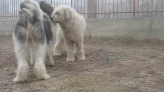 Natural breeding of dogs  Mioritic Sheepdog [upl. by Ardnuahsal115]