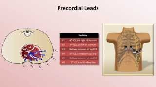 Intro to EKG Interpretation  EKG Leads [upl. by Ahseila]