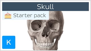 Bones of the Skull Neurocranium and Viscerocranium  Human Anatomy  Kenhub [upl. by Barra]