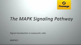 The MAPK Signaling Pathway [upl. by Yramliw764]