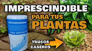 Aplica BICARBONATO en tus Plantas y MIRA QUE PASA  Fungicida Casero e Insecticida Ecológico [upl. by Erdnuaed]