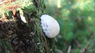 Paddenstoelen  Sparrenbossen  Drenthe [upl. by Onida]