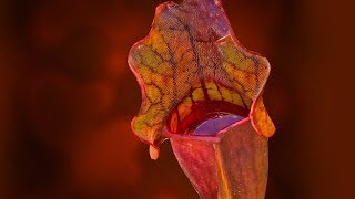 SARRACENIA CARE CONDITIONS  PITCHER PLANT [upl. by Nivlam]