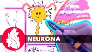 Sistema Nervioso  La neurona [upl. by Eirrej701]