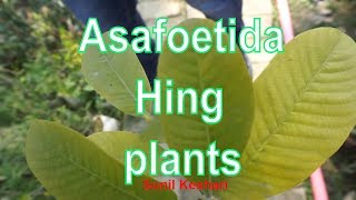 ASAFOETIDA PLANT or HING PLANTS  What are they and what do they do [upl. by Ycrad]