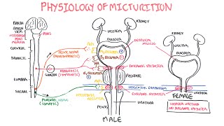 Physiology of Micturition [upl. by Sirrah]