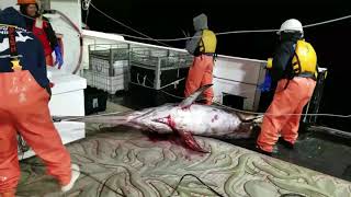 Longline Commercial Fishing Boat Catching Swordfish [upl. by Kippie]