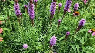 Liatris [upl. by Annahgiel610]