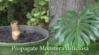 How to Grow Monstera deliciosa from Cuttings  Propagate Swiss Cheese Plant [upl. by Windham]