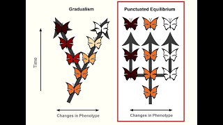 GRADUALISM vs PUNCTUATED EQUILIBRIUM EVOLUTION BY NS  LIFE SCIENCES G12 ThunderEduc  MSAIDI [upl. by Orianna]