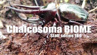 Chalcosoma BIOMEStaff series 186 カルコソマ バイオーム [upl. by Raskind872]