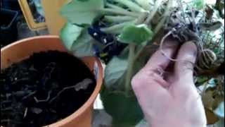 How to Repot a Long Neck and Also Cure Root Rot [upl. by Ettezus]