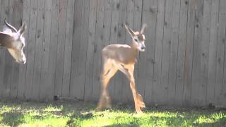 Young dama gazelle explores yard [upl. by Merline]