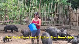 Native Pigs how to feed and breed by OFW farming in the Philippines [upl. by Scarrow901]