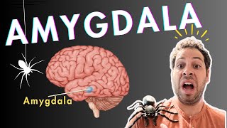 The Amygdala and Fear Conditioning [upl. by Sonia]