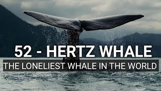 THE 52 HERTZ WHALE THE LONELIEST WHALE IN THE WORLD [upl. by Ellitnahc]