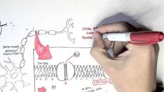 Pharmacology  Local Anaesthetic [upl. by Angelique97]