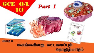 கலம்  Cell structure amp function  Grade 10 Science  GCE OL Tamil Medium [upl. by Roeser633]