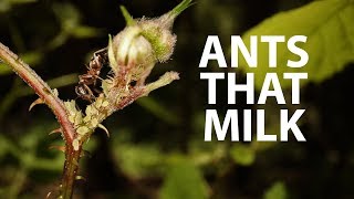 Ants are ranchers  Ant amp Aphid Symbiosis [upl. by Welker928]