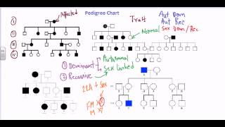 Pedigree chart [upl. by Vittoria]