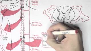 Neurology  Spinal Cord Introduction [upl. by Tiffani891]