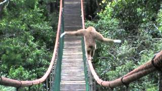 Gibbon on the Monkeyland bridge [upl. by Anaujat382]