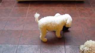 Caniche Toy Super divertidos [upl. by Attena]