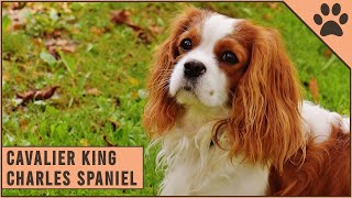 Cavalier King Charles Spaniel  Dog Breed Information [upl. by Lesab]