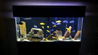 Mbuna Aquarium Setup  Gorgeous African Cichlid Aquarium [upl. by Honoria]