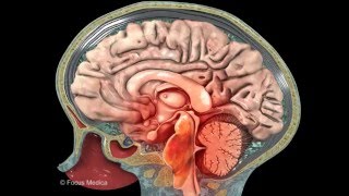 Neuroanatomy  Digital Anatomy Atlas [upl. by Bunnie842]