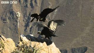 Condor Teaches Youngster to Fly Narrated by David Tennant  Earthflight  BBC [upl. by Gabby]