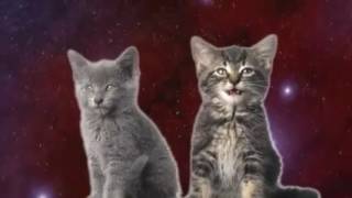 Pisici catskittenspisicile sunt cantaretethe kitty song miau [upl. by Millisent]