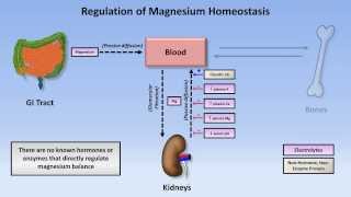 Magnesium Disorders [upl. by Lion]