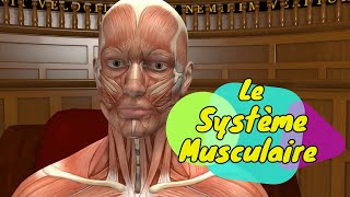 Physiologie humaine Le Système Musculaire  The Muscular System [upl. by Ahsehat]