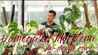 Maintaining variegation and buying guide for the variegated Monstera [upl. by Hadias]