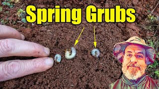 Treating Spring Lawn Grubs [upl. by Dranyer]