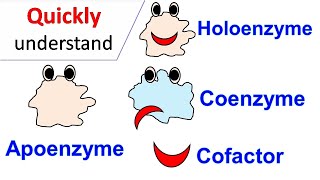 Cofactors  Coenzymes  Holoenzyme  Apoenzyme [upl. by Adlare234]