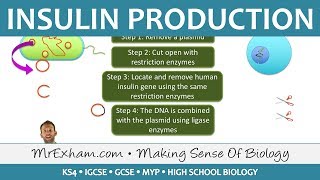 Insulin Production  GM Bacteria  GCSE Biology 91 [upl. by Gnohc]