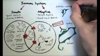 Immunology Overview [upl. by Azile]