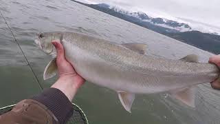 Lake Pend Oreille Browns Bulls Lakers and Walleye [upl. by Akimat750]