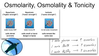 Chemistry Basics Osmolarity Osmolality and Tonicity [upl. by Natsuj]