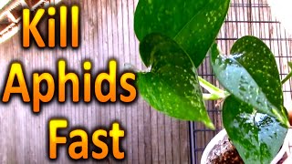 How to Kill Aphids on your Houseplants Naturally Part 1 [upl. by Auqinaj]