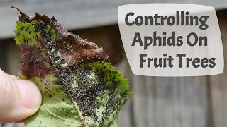 How To Control Aphids On Fruit Trees [upl. by Silvio]