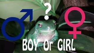 How To Determine the Gender of a Whites Tree Frog [upl. by Sekoorb]