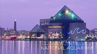 Baltimore National Aquarium Mini Tour [upl. by Ira]