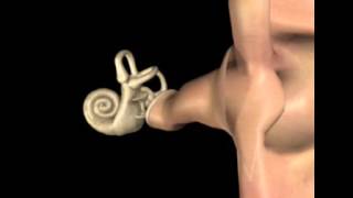 Oreille en 3D  S Blatrix [upl. by Sam689]