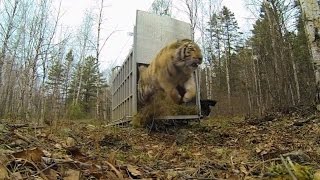 Incredibly Rare Siberian Tiger Release [upl. by Laro126]