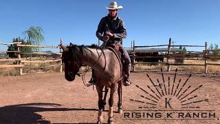 How to Handle the Reins Beginner Horseback Riding [upl. by Ambler]