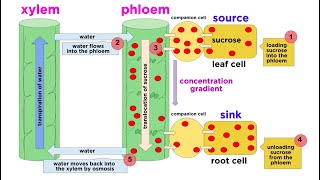 Types of Plant Tissues [upl. by Aliban]