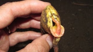 Germinating Mango Seeds Which End To Plant Up [upl. by Poul]